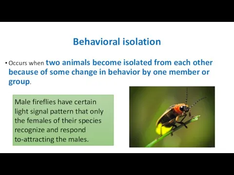 Behavioral isolation Occurs when two animals become isolated from each