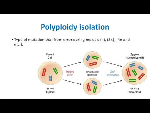 Polyploidy isolation Type of mutation that from error during meiosis (n), (3n), (4n and etc.).