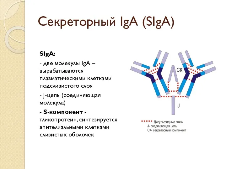 Секреторный IgA (SIgA) SIgA: - две молекулы IgA – вырабатываются