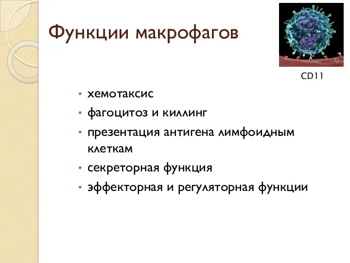 Функции макрофагов хемотаксис фагоцитоз и киллинг презентация антигена лимфоидным клеткам