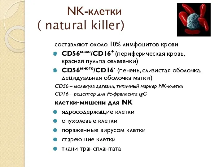 NK-клетки ( natural killer) составляют около 10% лимфоцитов крови СD56мало/CD16+