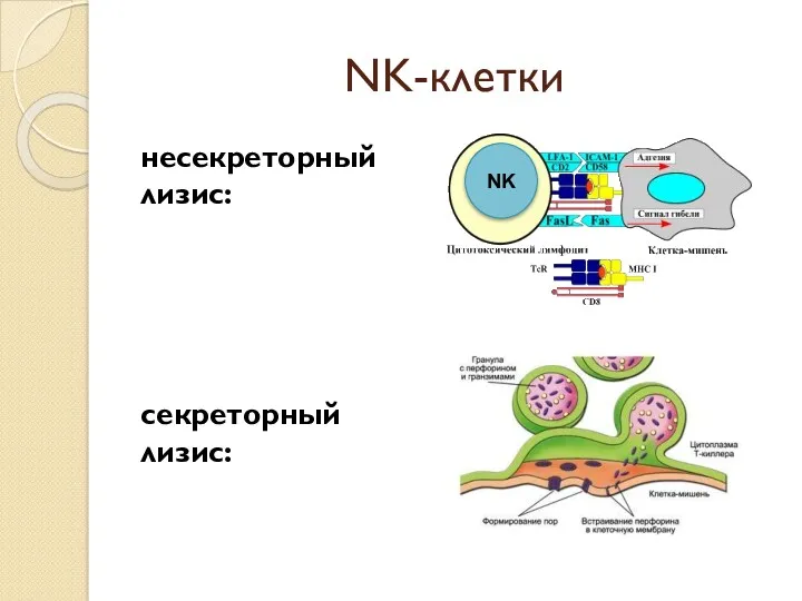NK-клетки несекреторный лизис: секреторный лизис: NK