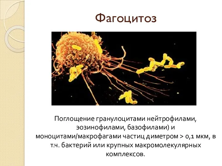 Фагоцитоз Поглощение гранулоцитами нейтрофилами, эозинофилами, базофилами) и моноцитами/макрофагами частиц диметром