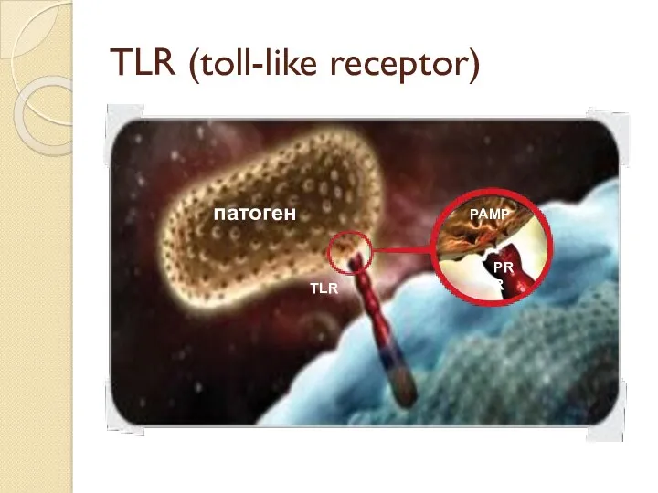 TLR (toll-like receptor) патоген TLR PAMP PRR