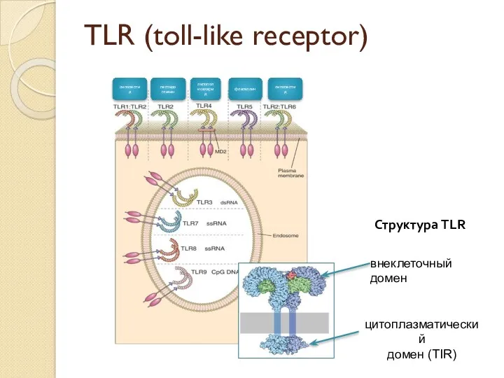 TLR (toll-like receptor) липопептид липополисахарид флагеллин пептидо гликан липопептид Структура TLR внеклеточный домен цитоплазматический домен (TIR)