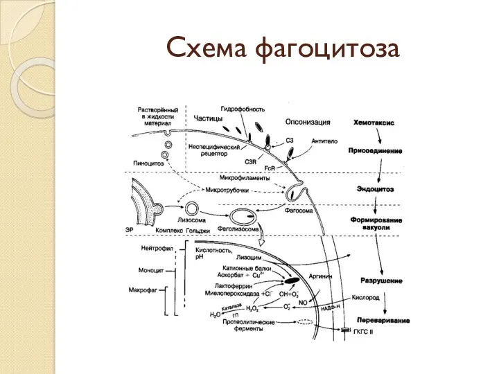 Схема фагоцитоза