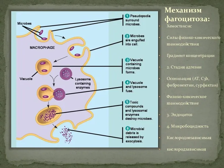 Механизм фагоцитоза: Хемостаксис Силы физико-химического взаимодействия Градиент концентрации 2. Стадия