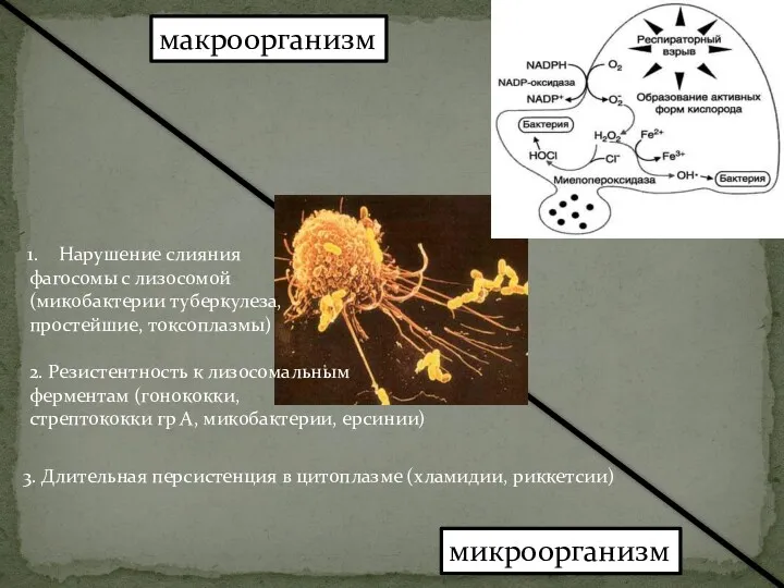 макроорганизм микроорганизм Нарушение слияния фагосомы с лизосомой (микобактерии туберкулеза, простейшие,