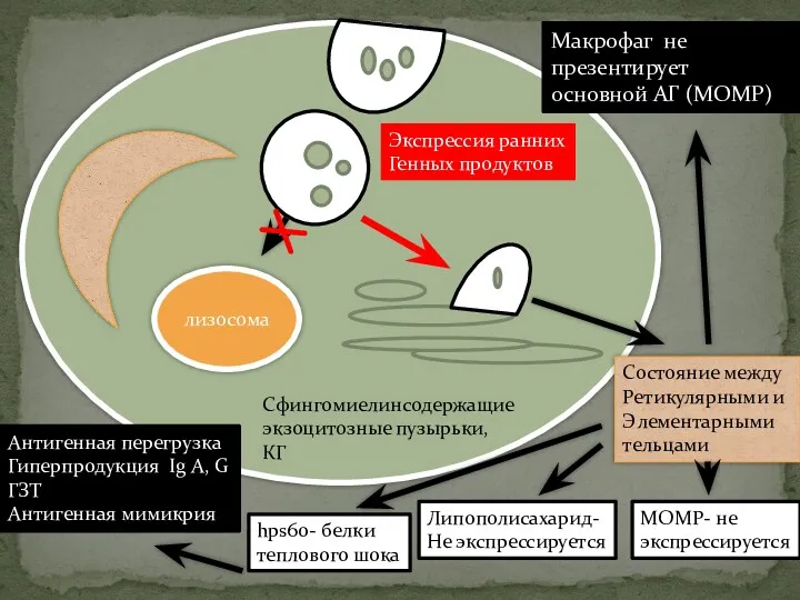 лизосома Экспрессия ранних Генных продуктов Сфингомиелинсодержащие экзоцитозные пузырьки, КГ Состояние