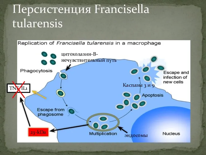 Персистенция Francisella tularensis цитохолазин-В- нечувствительный путь эндосомы TNF, IL1 23-kDa Каспазы 3 и 9