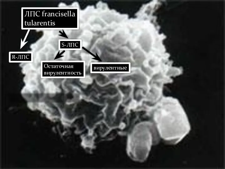 ЛПС francisella tularentis R-ЛПС S-ЛПС Остаточная вирулентность вирулентные LPS-binding protein