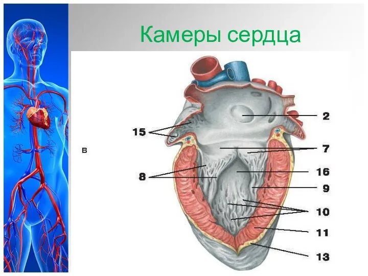 Камеры сердца Термины: Желудочек – Ventriculus Предсердие – Atrium Атрио-вентрикулярные клапаны, атрио-вентрикулярная блокада (AV- блокада)