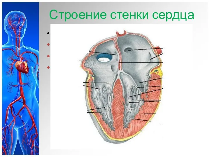 Строение стенки сердца Стенка сердца состоят из 3х слоев: эндокард - тонкий внутренний