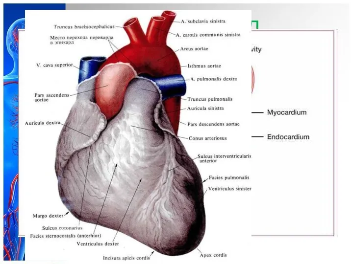 Перикард – серозная оболочка сердца. Состоит из фиброзной ткани, покрытой однослойным плоским эпителием