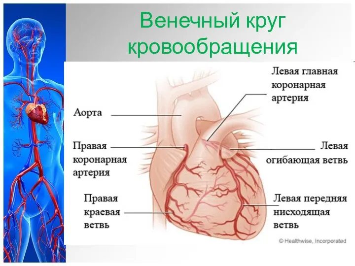 Венечный круг кровообращения Главным источником кровоснабжения сердца являются венечные (коронарные) артерии. Левая и