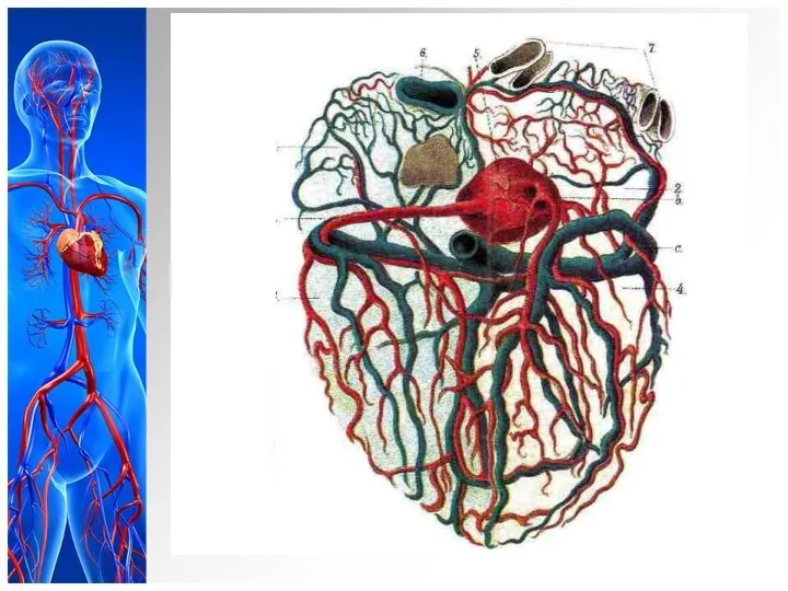 Венечный круг кровообращения Вены сердца идут параллельно артериям, рядом с