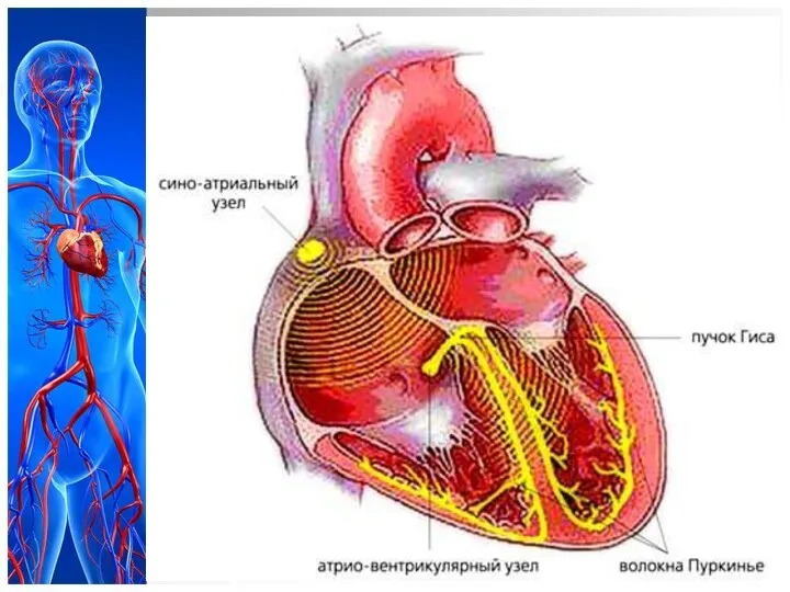 Физиология проводящей системы сердца 1. Возбуждение синоатриального узла, (пейсмекер – водитель ритма); 2.