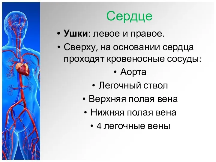 Сердце Ушки: левое и правое. Сверху, на основании сердца проходят кровеносные сосуды: Аорта