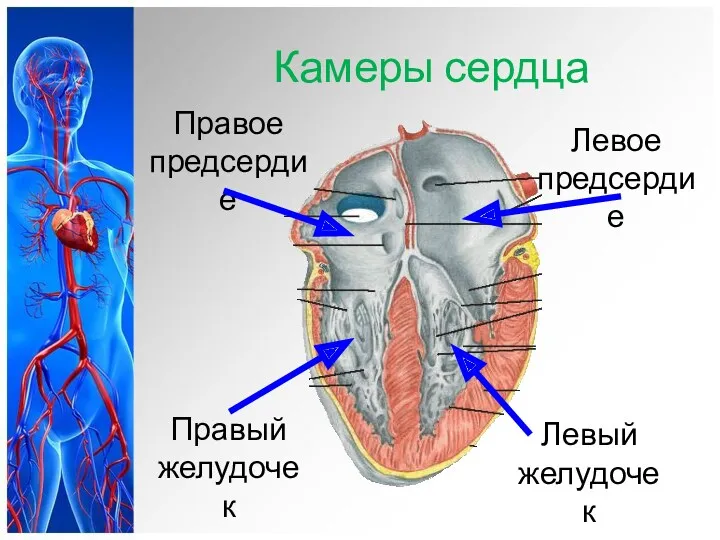 Камеры сердца Левое предсердие Правое предсердие Правый желудочек Левый желудочек