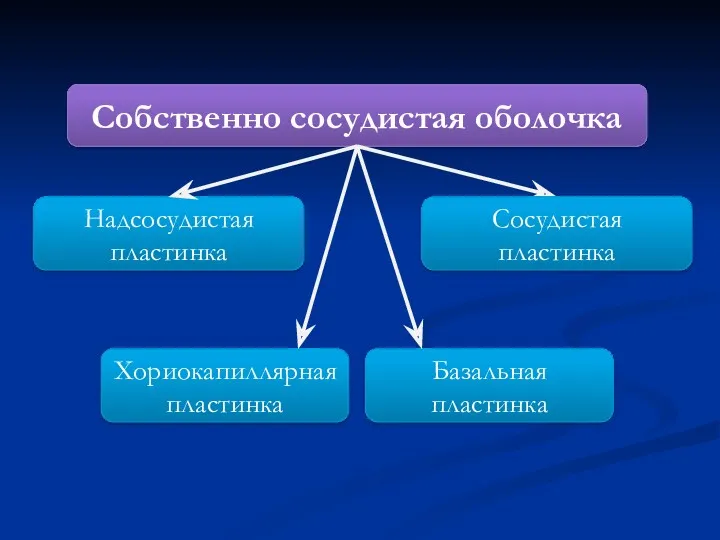 Собственно сосудистая оболочка Надсосудистая пластинка Сосудистая пластинка Хориокапиллярная пластинка Базальная пластинка