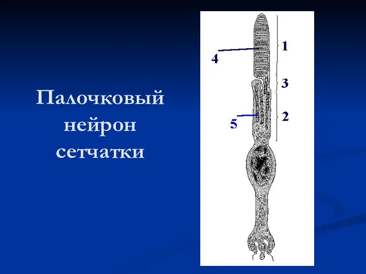 Палочковый нейрон сетчатки