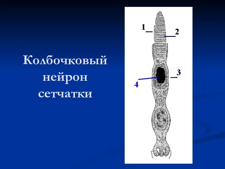 Колбочковый нейрон сетчатки