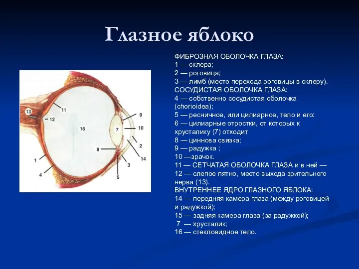 Глазное яблоко ФИБРОЗНАЯ ОБОЛОЧКА ГЛАЗА: 1 — склера; 2 —