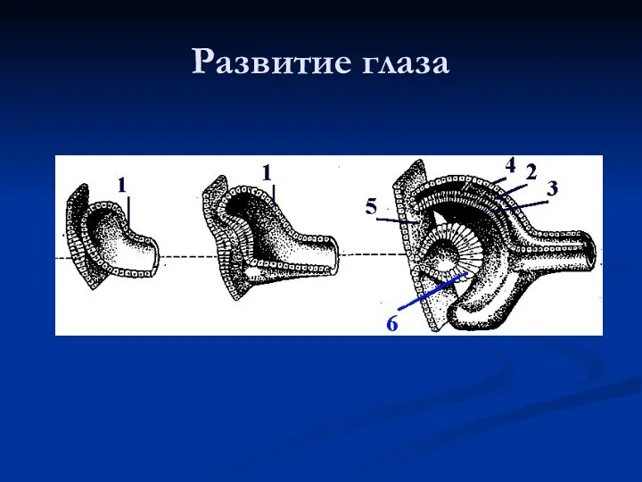 Развитие глаза