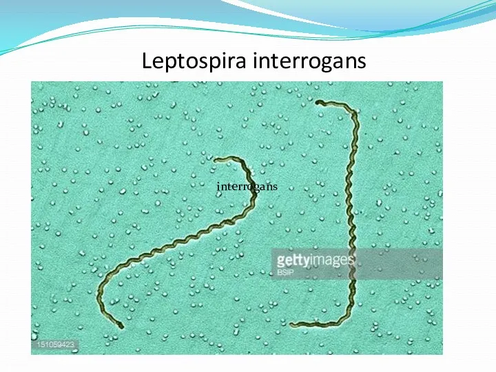 Leptospira interrogans interrogans
