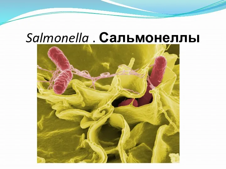 Salmonella . Сальмонеллы