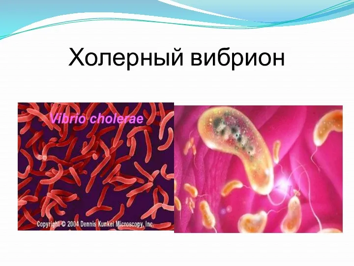 Холерный вибрион