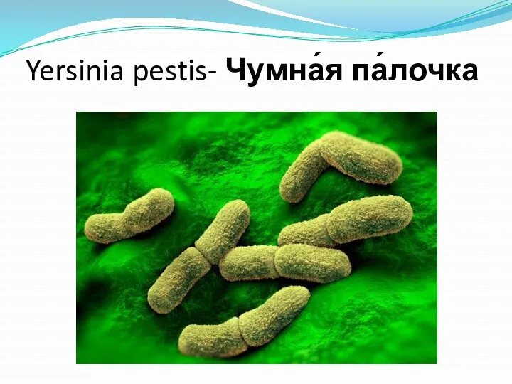 Yersinia pestis- Чумна́я па́лочка