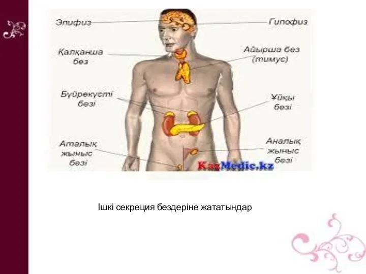 Ішкі секреция бездеріне жататындар