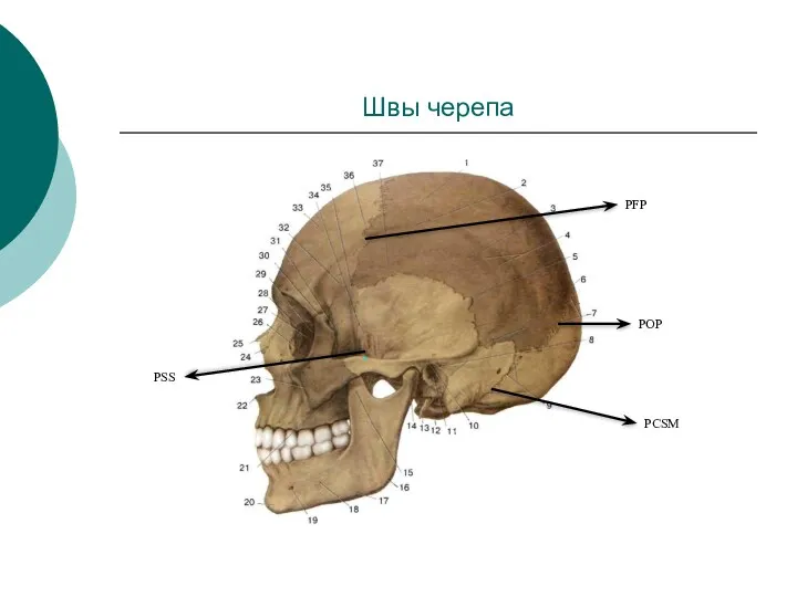 Швы черепа PFP POP PSS PCSM