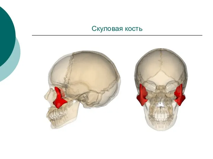 Скуловая кость