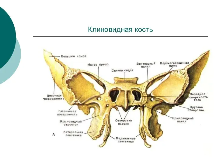 Клиновидная кость