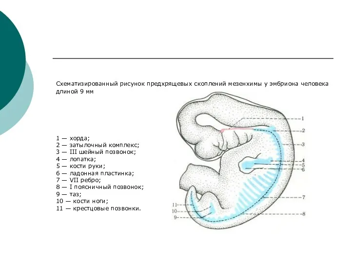 Схематизированный рисунок предхрящевых скоплений мезенхимы у эмбриона человека длиной 9