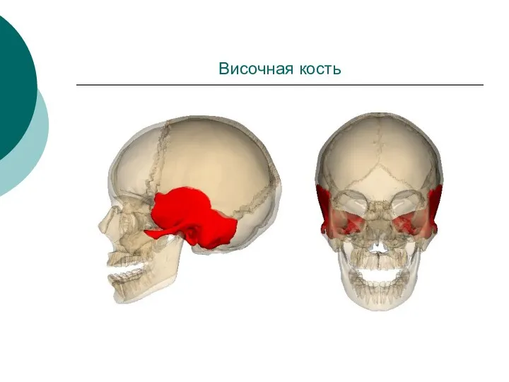 Височная кость