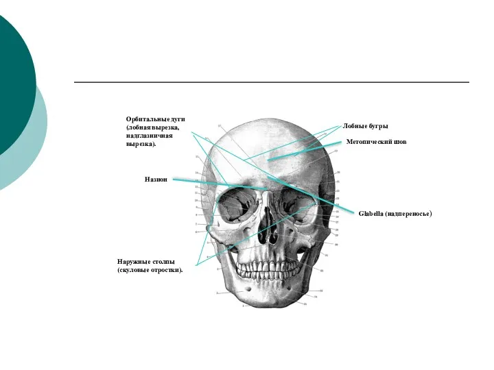 Лобные бугры Метопический шов Glabella (надпереносье) Назион Орбитальные дуги (лобная