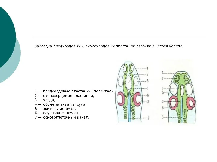 Закладка предхордовых и околохордовых пластинок развивающегося черепа. 1 — предхордовые