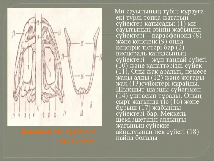 Бақаның бас сүйегінің құрылысы Ми сауытының түбін құрауға екі түрлі