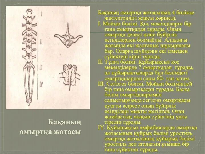 Бақаның омыртқа жотасы Бақаның омыртқа жотасының 4 бөлікке жіктелгендігі жақсы