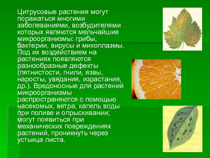 Цитрусовые растения могут поражаться многими заболеваниями, возбудителями которых являются мельчайшие