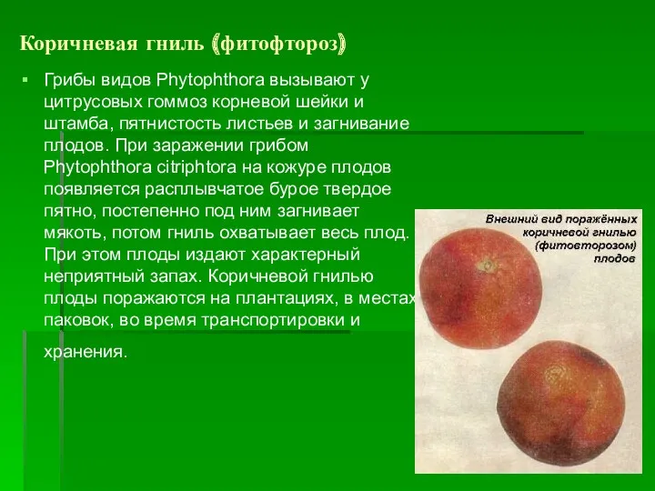 Коричневая гниль (фитофтороз) Грибы видов Рhytophthora вызывают у цитрусовых гоммоз