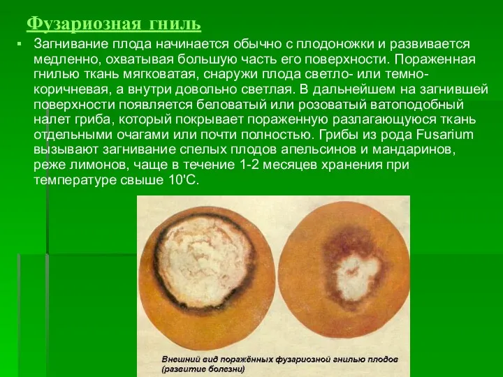 Фузариозная гниль Загнивание плода начинается обычно с плодоножки и развивается