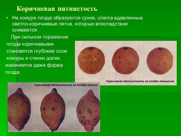 Коричневая пятнистость На кожуре плода образуются сухие, слегка вдавленные светло-коричневые