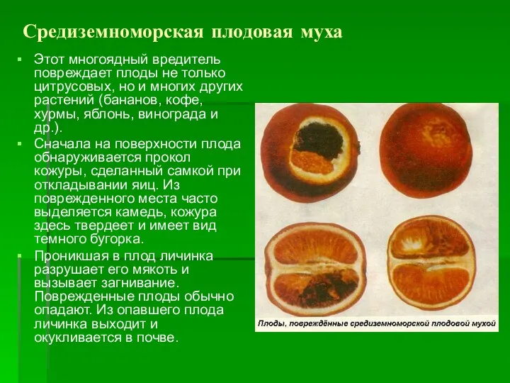 Средиземноморская плодовая муха Этот многоядный вредитель повреждает плоды не только