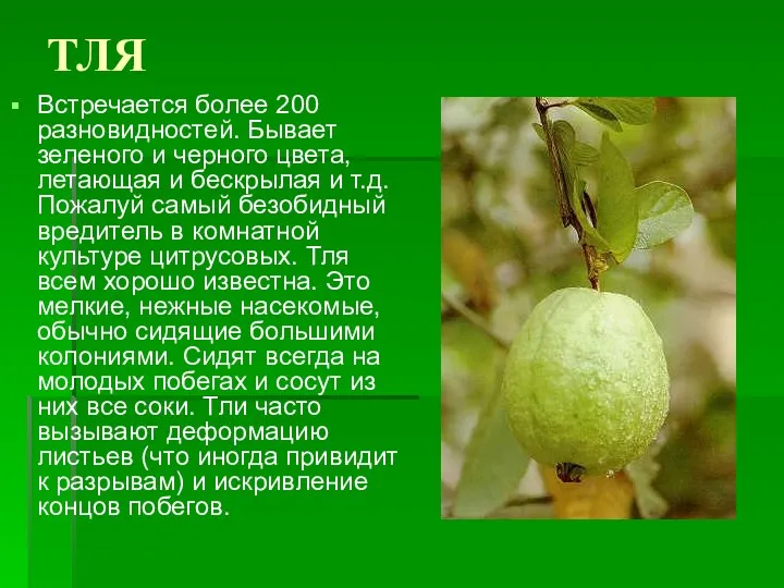 ТЛЯ Встречается более 200 разновидностей. Бывает зеленого и черного цвета,