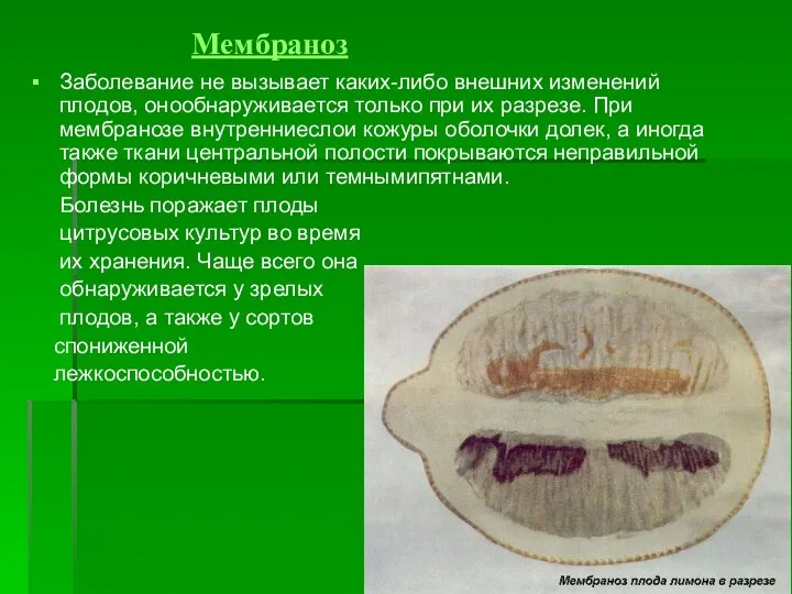 Мембраноз Заболевание не вызывает каких-либо внешних изменений плодов, онообнаруживается только
