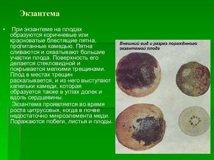 Экзантема При экзантеме на плодах образуются коричневые или красноватые блестящие